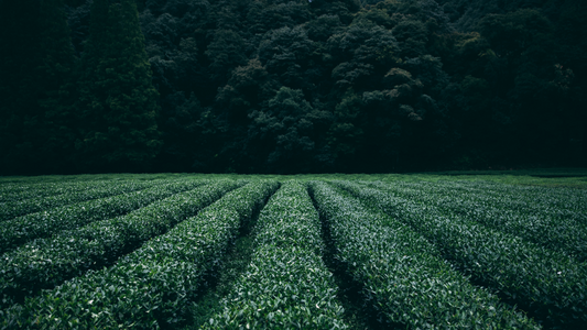 All The Tea In China Cosy