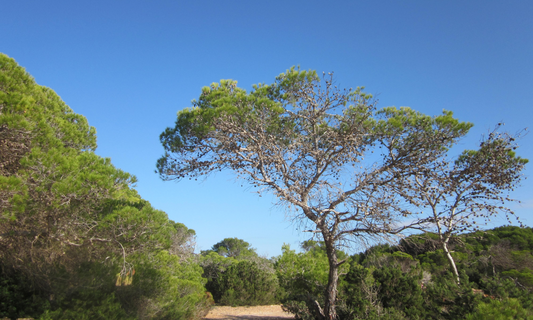 August and island energy