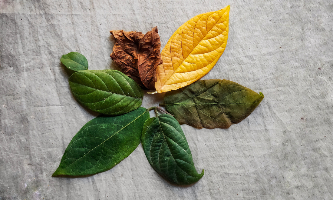 September and life cycles